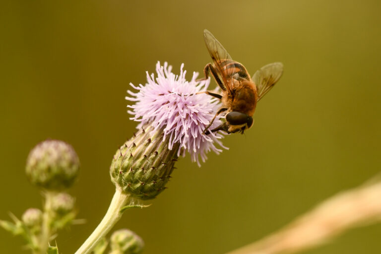 DSC_3268_1800
