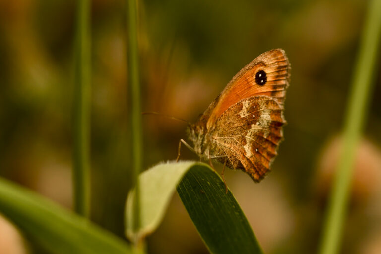 DSC_3276_1800