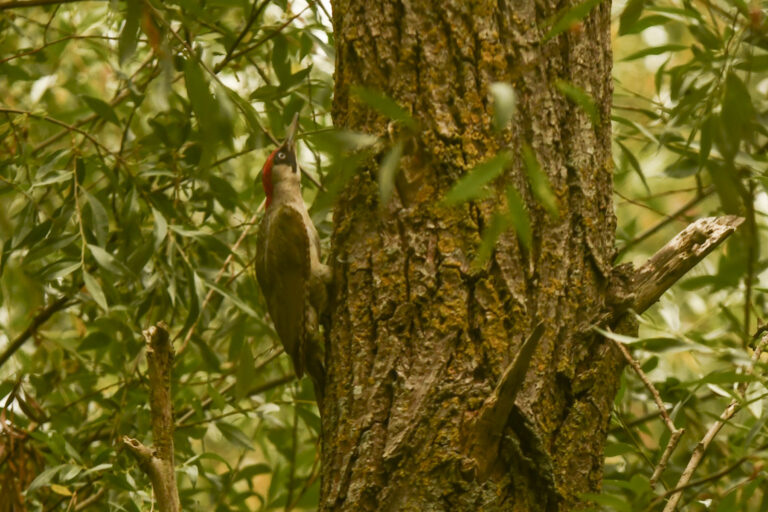 DSC_3290_1800