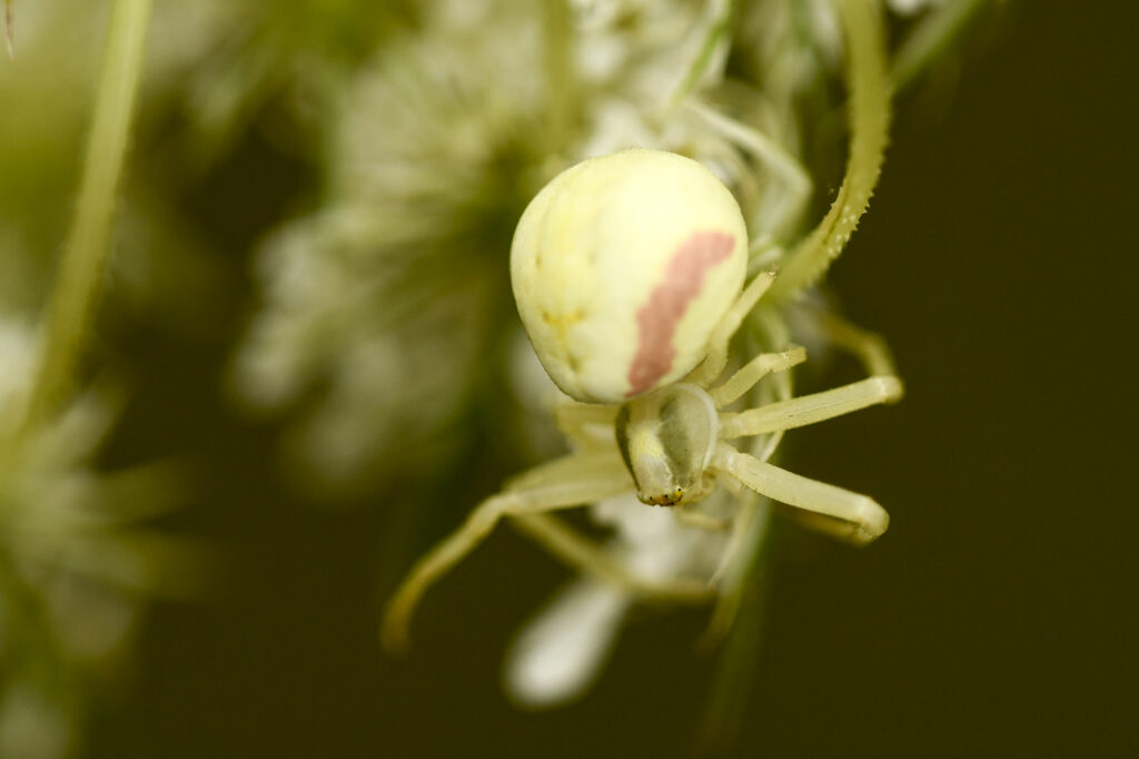 DSC_3346_1800