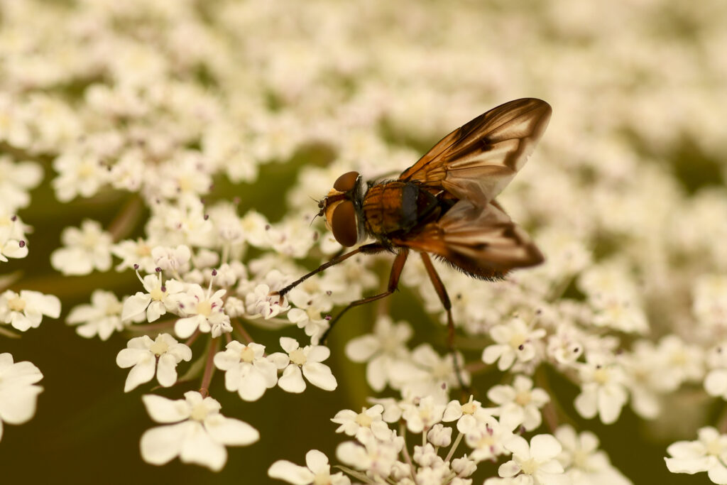 DSC_3386_1800