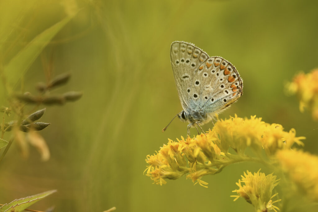 DSC_3437_1800