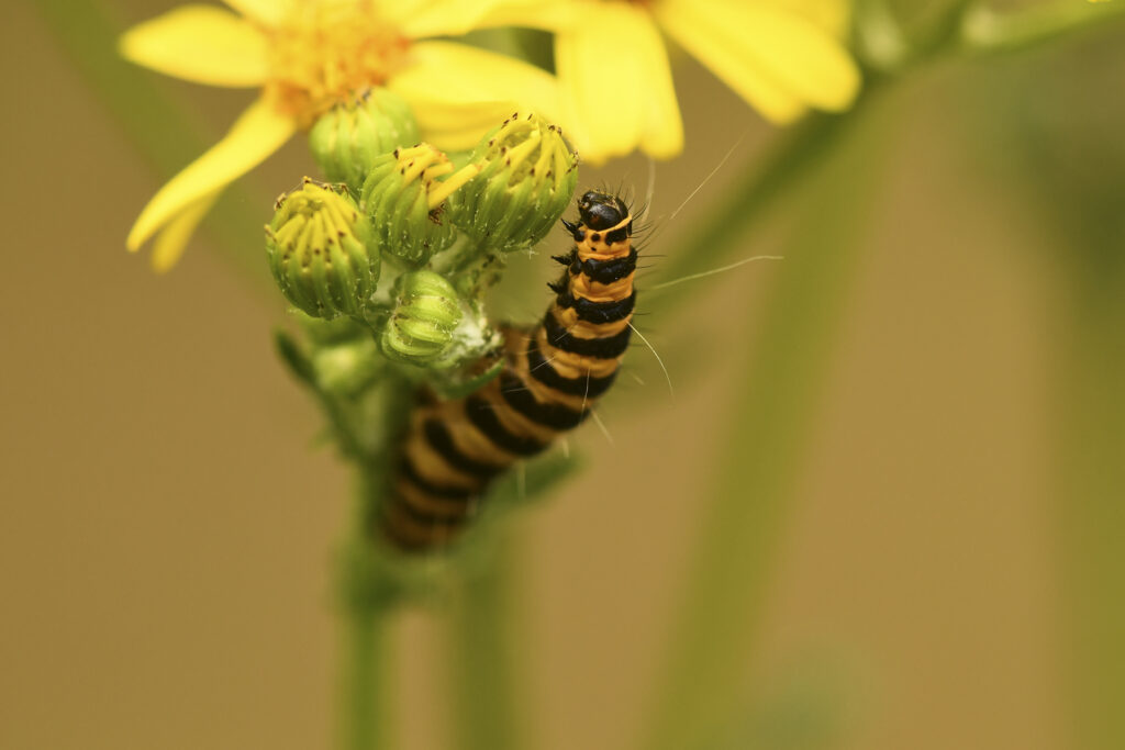 DSC_3462_1800